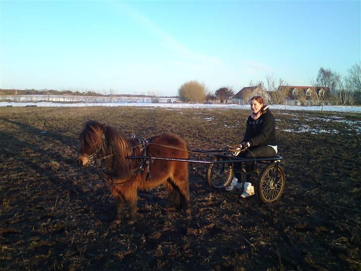 Shetlænder Buller - Han bliver en rigtig hurtig-traver ham Buller-fnis!! billede 14