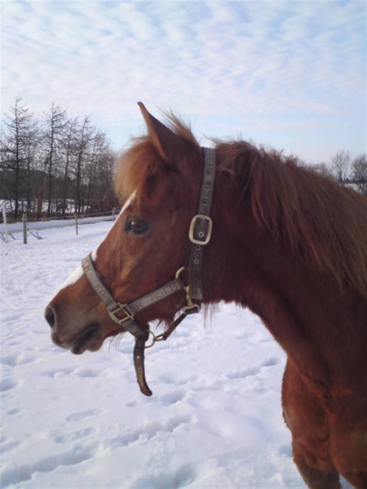 Hollandsk Sportspony Ronaldo <3 - En af de første dage med jordens dejligste pony <3
 billede 3