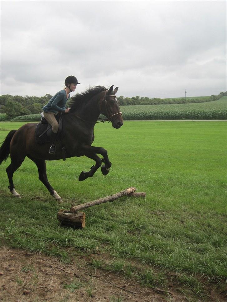 Dansk Varmblod »Gorm«  - (15) Så tog Marianne mod til sig og sprang på Gorm:D   *foto Bonnie* billede 15