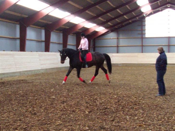 Dansk Varmblod »Gorm«  - (16) Så smuk med rød:*   *foto Marianne* billede 16