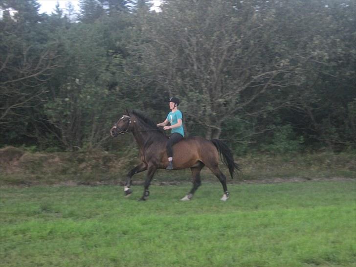 Dansk Varmblod »Gorm«  - (17) Gorm og lille mig:p   *foto Marianne* billede 17