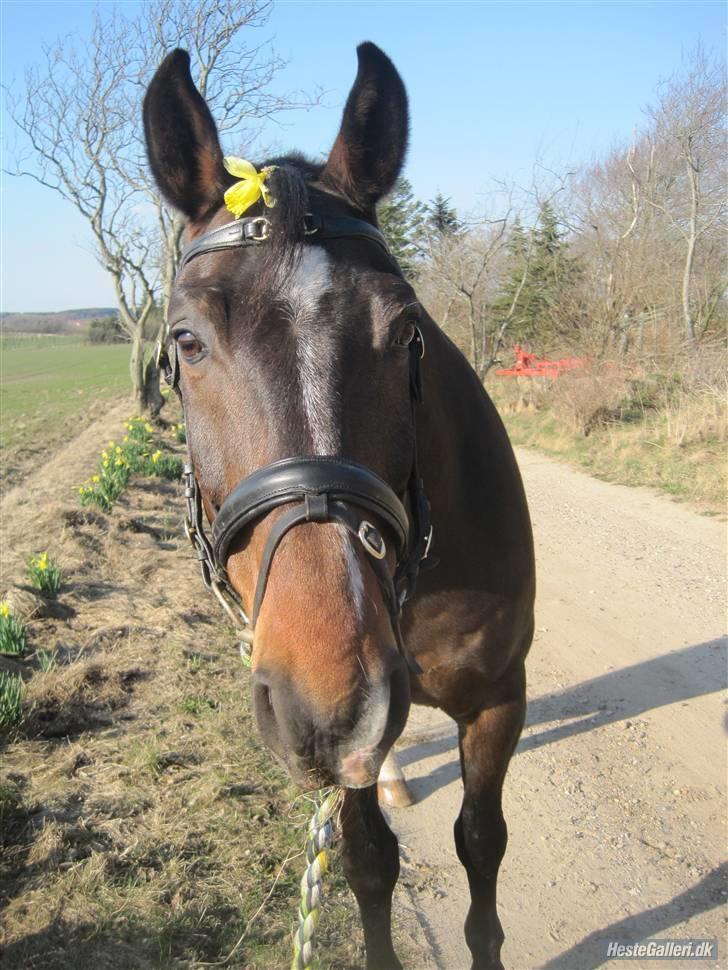 Dansk Varmblod »Gorm«  - (18) Du vil altid være smuk i mine øjn<3   *foto Mig* billede 18