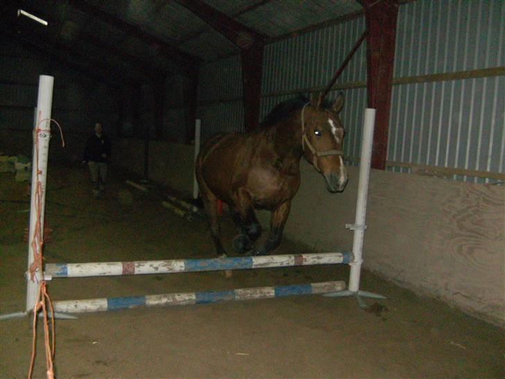 Anden særlig race Boogie +R.I.P+ >>savnes<< - Første gang vi lystsprang :D - Dette er ikke så højt, men det var fordi han var træt, sprang 65 cm den dag :D billede 6