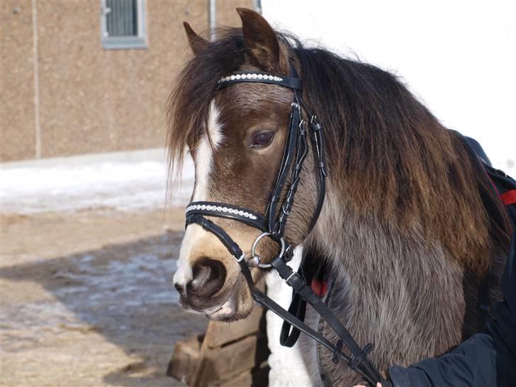 DSP Tovdals Anais Anais - 1. Velkommen til min profil, håber i synes om mig (: billede 1