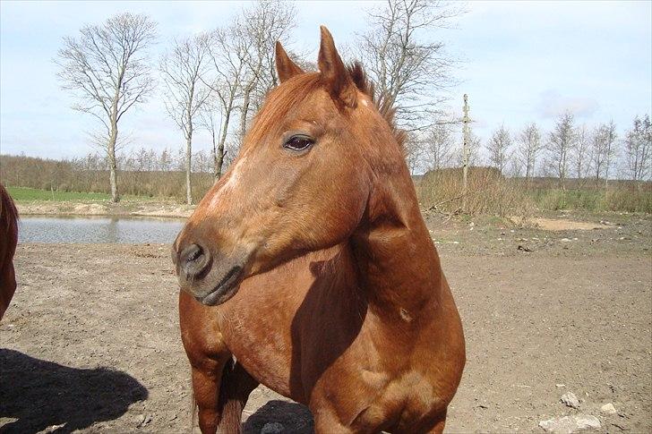 Quarter Skips Bu   *R.I.P* - Hvor er du skøn Bubbi :) billede 1
