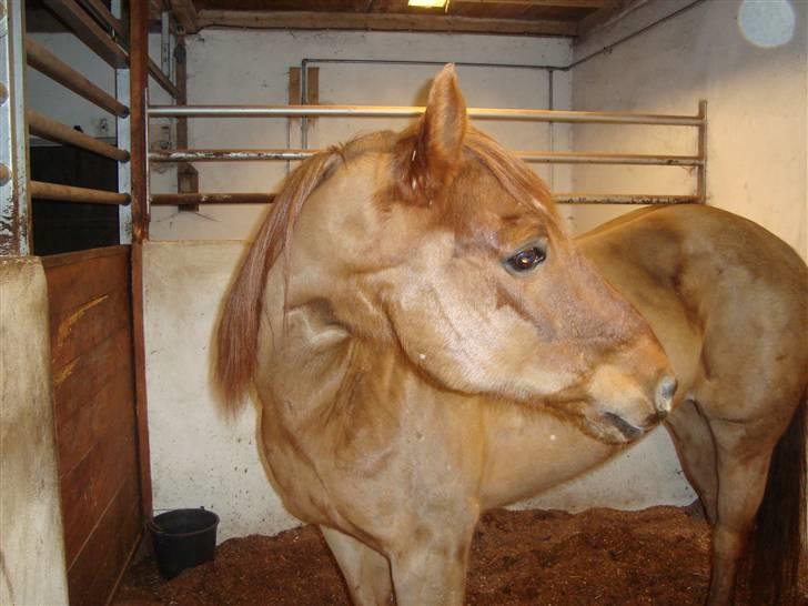 Quarter Skips Bu   *R.I.P* billede 2