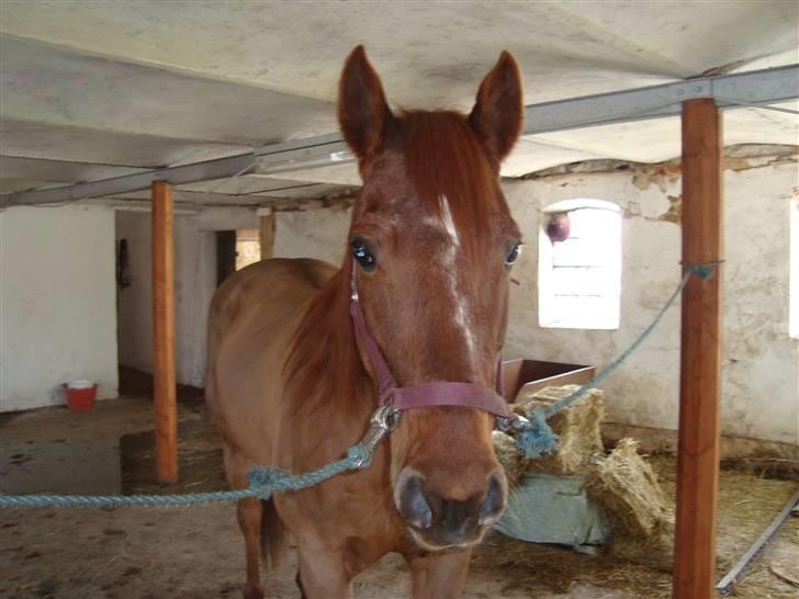 Quarter Skips Bu   *R.I.P* billede 3