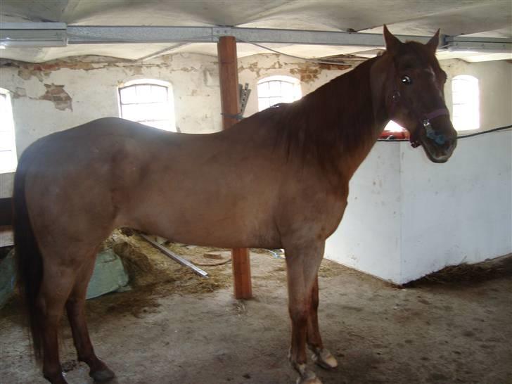 Quarter Skips Bu   *R.I.P* billede 4