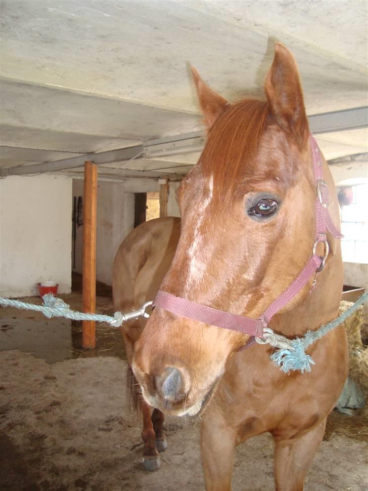 Quarter Skips Bu   *R.I.P* billede 5