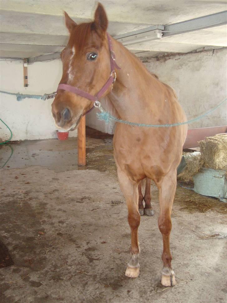 Quarter Skips Bu   *R.I.P* billede 6