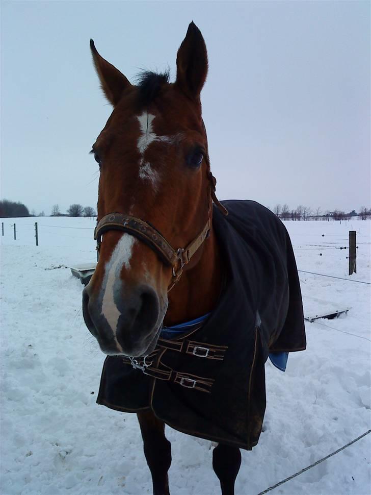 Anden særlig race Boogie +R.I.P+ >>savnes<< - Må jeg godt komme ind nu moar?? billede 13