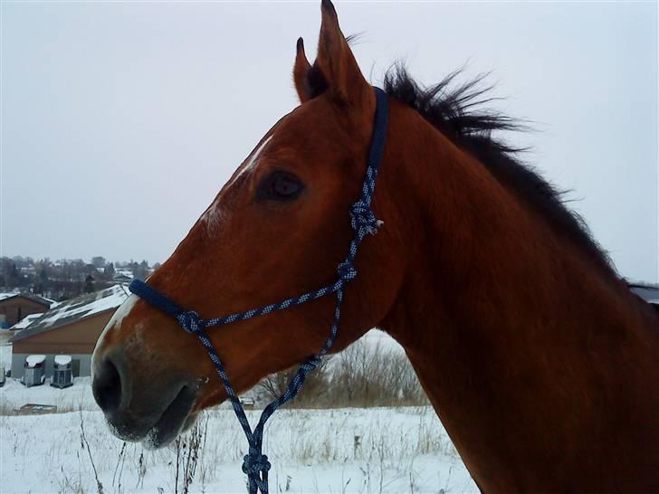 Anden særlig race Boogie +R.I.P+ >>savnes<< - Fotomodel ^^ billede 14