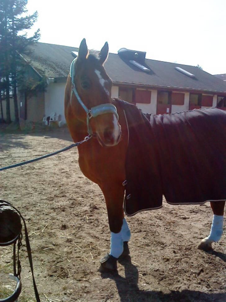 Anden særlig race Boogie +R.I.P+ >>savnes<< - Klar og parat til en skridt tur xD , i det fine blå <33 billede 16