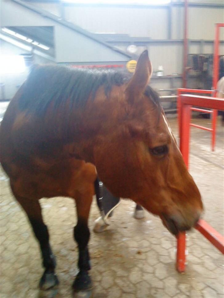 Anden særlig race Boogie +R.I.P+ >>savnes<< - Kigger lige om der er mad.. hmmm måske :D billede 20