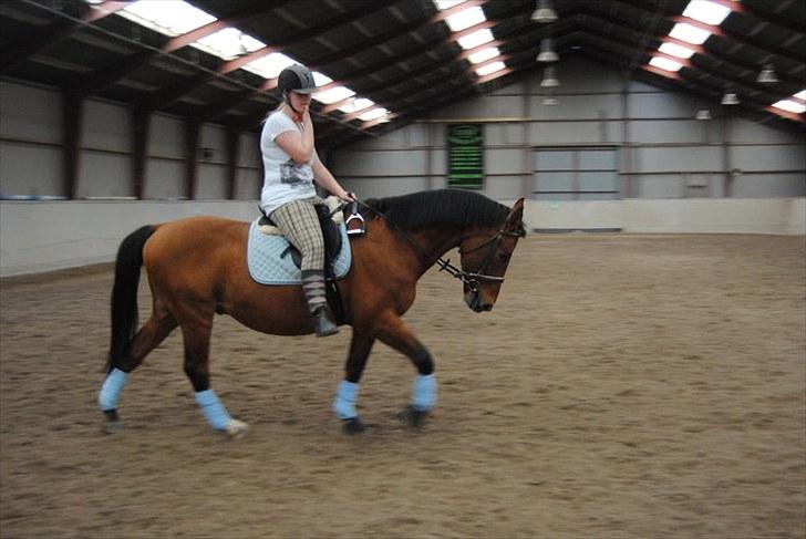 Anden særlig race Boogie +R.I.P+ >>savnes<< - Sidste ridebillede der blev taget af Mig og mansen <33 R.I.P billede 3