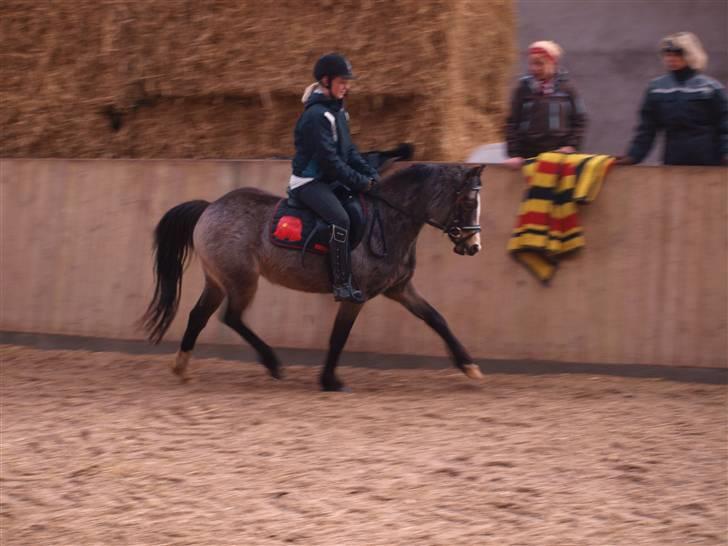 DSP Tovdals Anais Anais billede 10