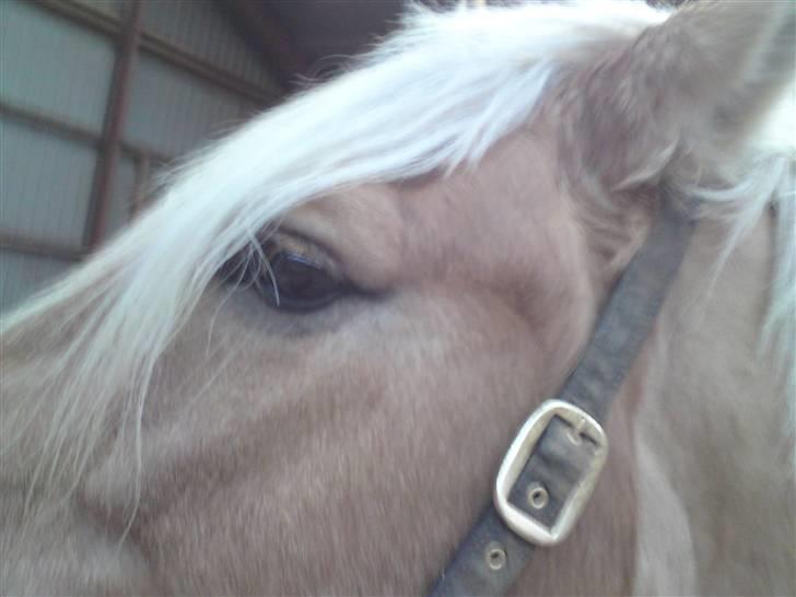 Anden særlig race Pablo haflinger blanding billede 12