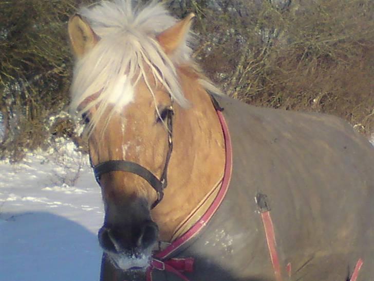 Anden særlig race Pablo haflinger blanding billede 13