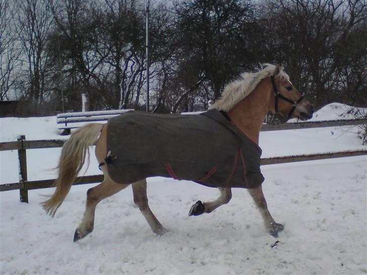 Anden særlig race Pablo haflinger blanding billede 14