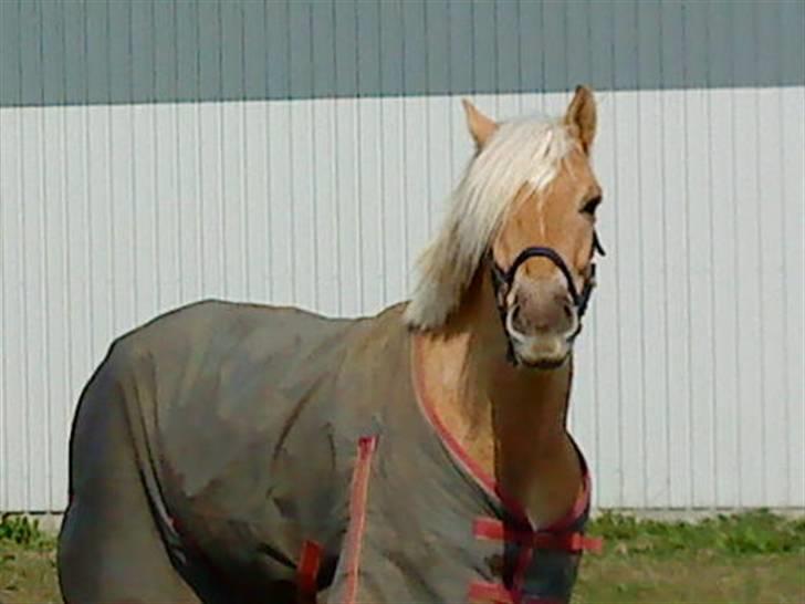 Anden særlig race Pablo haflinger blanding billede 15