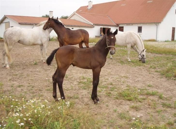 Anden særlig race Olander af Bakkegården billede 13