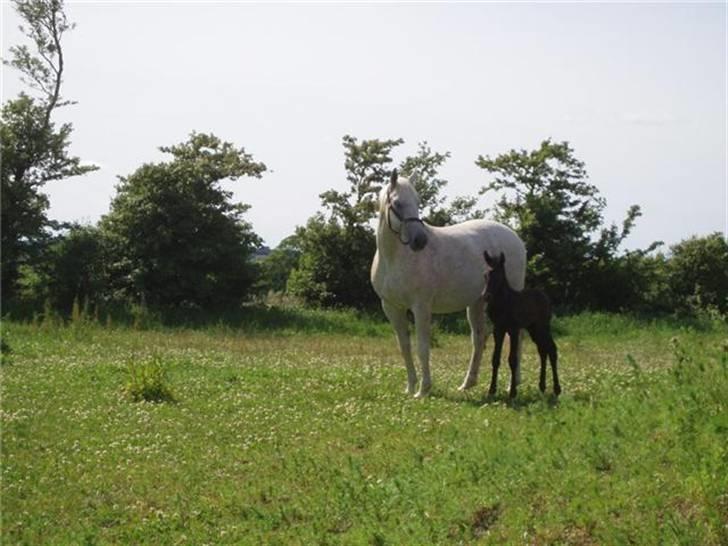 Anden særlig race Olander af Bakkegården billede 14
