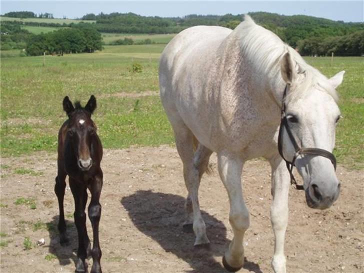 Anden særlig race Olander af Bakkegården billede 15