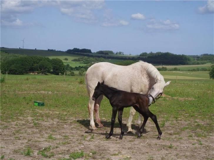 Anden særlig race Olander af Bakkegården billede 16