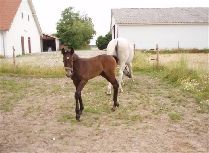 Anden særlig race Olander af Bakkegården billede 18