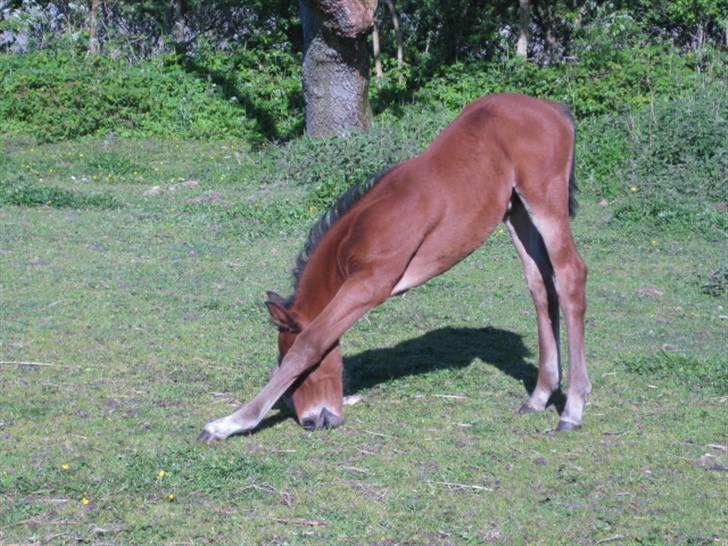 Anden særlig race Nymarksgaards. Armarni billede 7