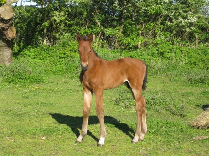 Anden særlig race Nymarksgaards. Armarni billede 8