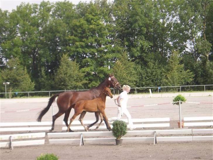 Dansk Varmblod Rimplers Hector Pascal - Hector til følskue:) billede 10