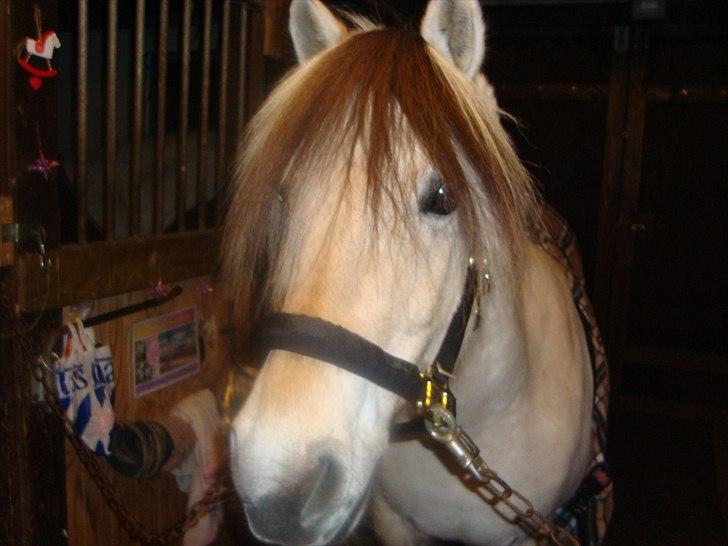 Fjordhest Columbine Bøgely - Står på staldgangen 8.12.10 foto: Mig selv billede 9
