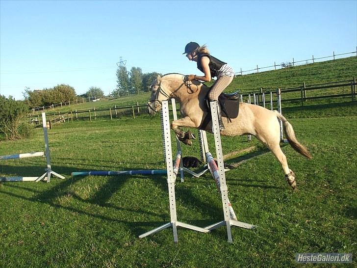 Fjordhest Columbine Bøgely - Springer til træning 01.09.10 billede 10