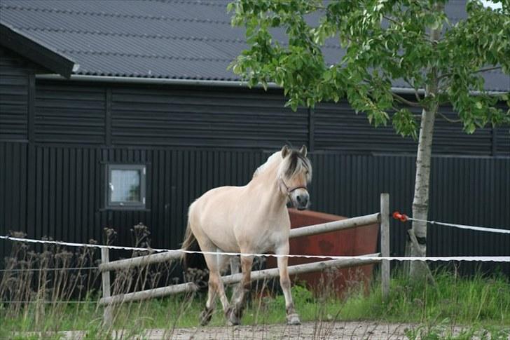 Fjordhest Regina Godthaab (TIDL. PART) - Tak fordi du kiggede. (: Ponyen i fuld fart på vej til folden (Y) billede 18