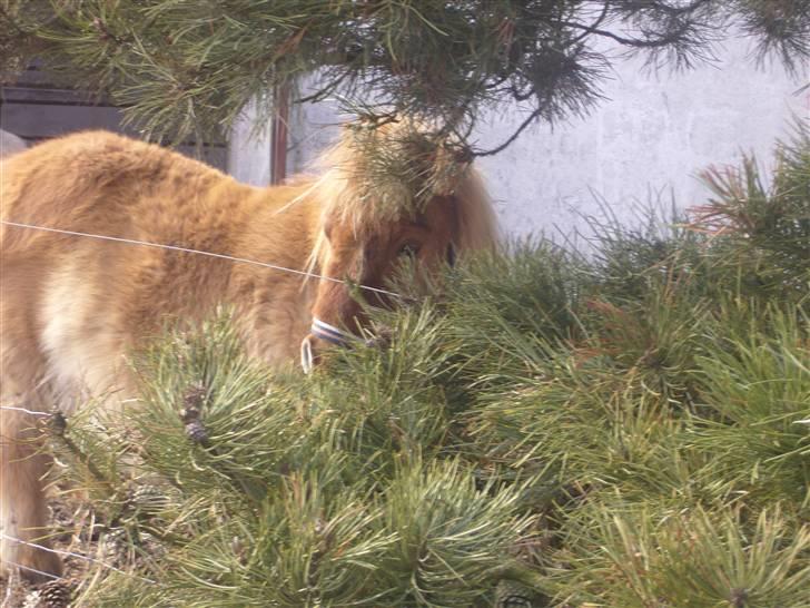 Shetlænder alberto(=*berto*<33 - gemmer mig "vil ikk ud at ride"foto: luna billede 6