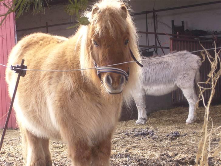 Shetlænder alberto(=*berto*<33 - endelig forår billede 7