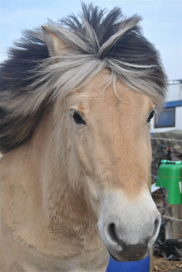 Fjordhest Estrid Fjord - Velkommen til min fjord-ismules profil..... Esse på folden med vinden i håret, elsker dig min skat :ó).....BILLEDET MÅ IKKE KOPIERES ELLER BRUGES TIL ANDRE SIDER  billede 1