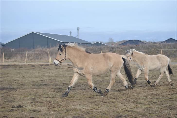 Fjordhest Estrid Fjord - MulleMor og MulleMand - Team MM :o)..... BILLEDET MÅ IKKE KOPIERES ELLER BRUGES TIL ANDRE SIDER billede 2