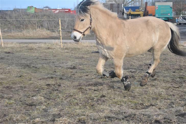 Fjordhest Estrid Fjord - Du er så sød når du løber :ó)..... BILLEDET MÅ IKKE KOPIERES ELLER BRUGES TIL ANDRE SIDER billede 3