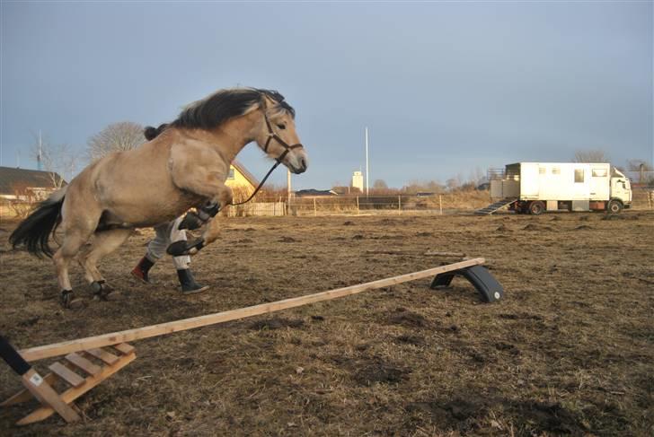 Fjordhest Estrid Fjord - Uden dig er jeg bare mig, hvis der ikke fandtes dig fandtes der ikke mig.... vil bare sige jeg elsker dig.... <3.... BILLEDET MÅ IKKE KOPIERES ELLER BRUGES TIL ANDRE SIDER billede 4