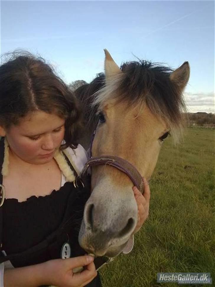 Fjordhest Estrid Fjord - Elsker dig min skat, og vilaldrig sælge dig, selv hvis jeg fik månen og stjernerne tilsammen...... BILLEDET MÅ IKKE KOPIERES ELLER BRUGES TIL ANDRE SIDER billede 5