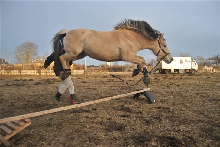 Fjordhest Estrid Fjord - Tøzzen springer.... BILLEDET MÅ IKKE KOPIERES ELLER BRUGES TIL ANDRE SIDER billede 6