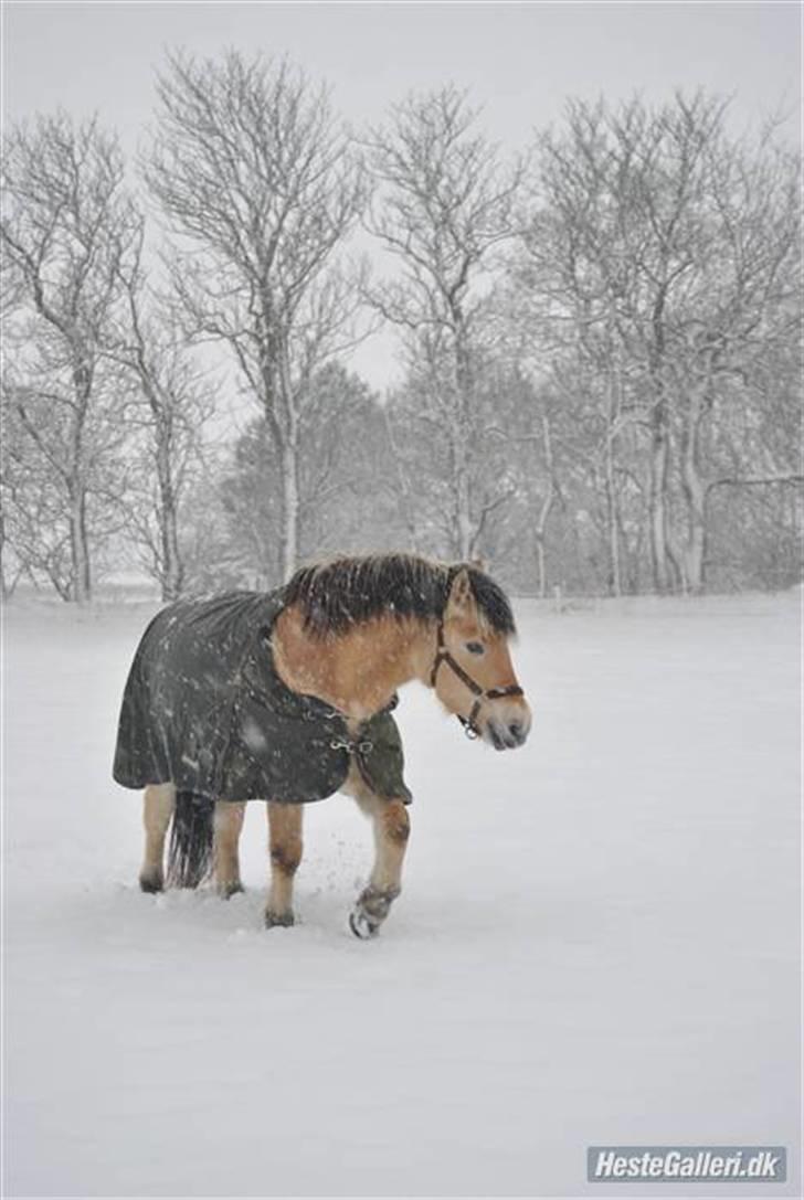 Fjordhest Estrid Fjord - Vinteren 2009 - 10....... BILLEDET MÅ IKKE KOPIERES ELLER BRUGES TIL ANDRE SIDER billede 7