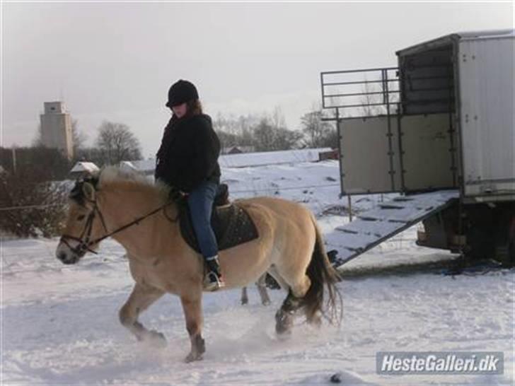 Fjordhest Estrid Fjord - Mig og tøzzen der rider lidt for sjov i sneen... BILLEDET MÅ IKKE KOPIERES ELLER BRUGES TIL ANDRE SIDER billede 8