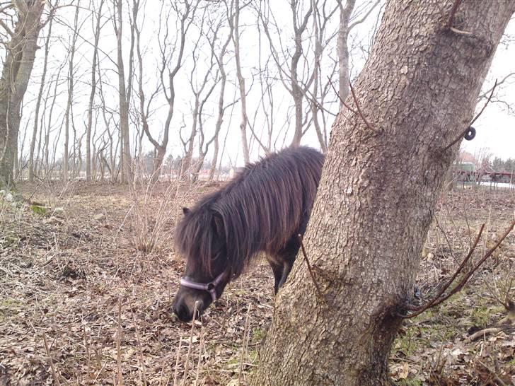 Shetlænder Smilla "solgt" - smilla billede 1