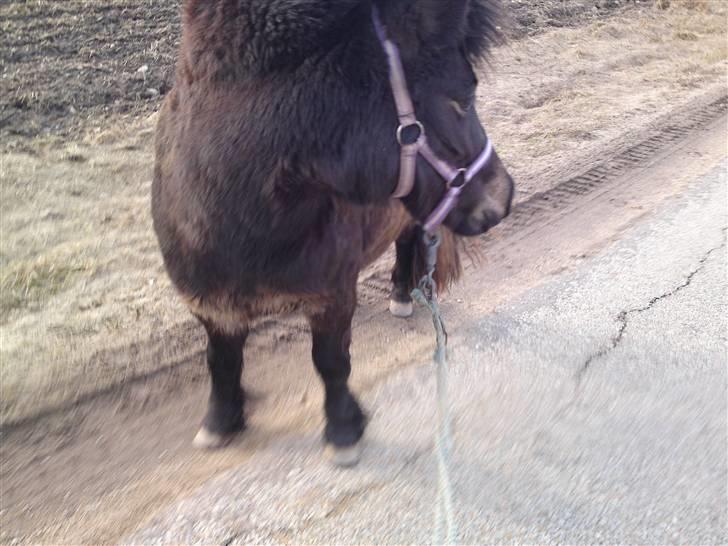 Shetlænder Smilla "solgt" billede 2