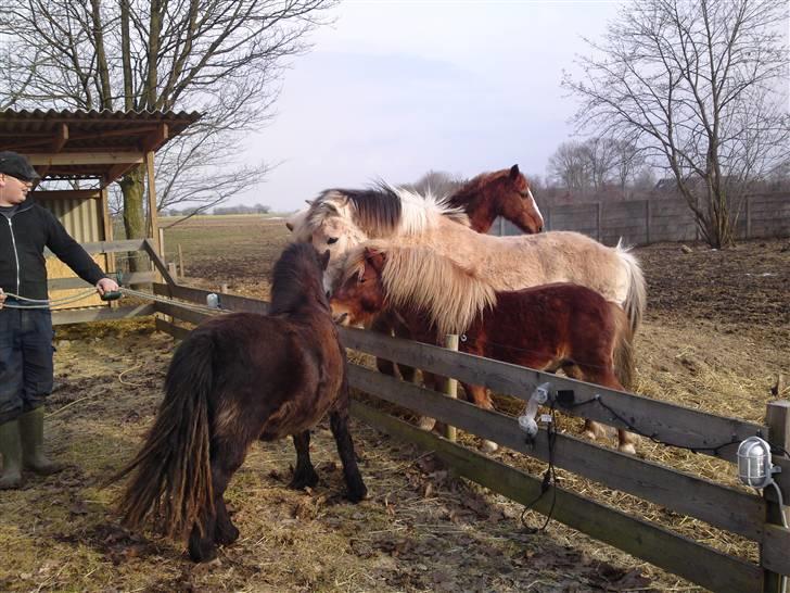 Shetlænder Smilla "solgt" billede 4
