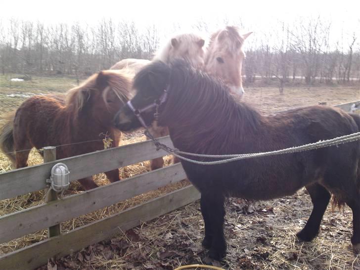 Shetlænder Smilla "solgt" billede 5