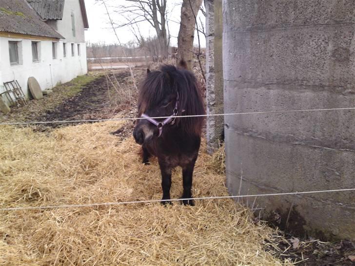 Shetlænder Smilla "solgt" billede 7
